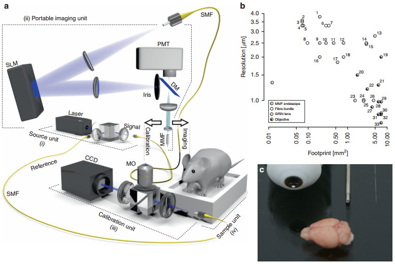 Subcellular spatial resolution achieved for deepbrain imaging in vivo