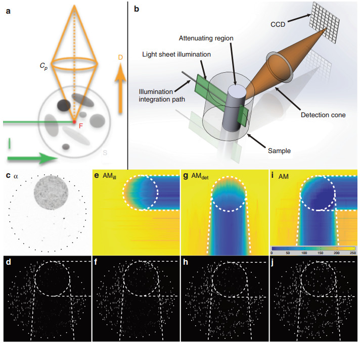 Attenuation artifacts in light sheet fluorescence microscopy corrected