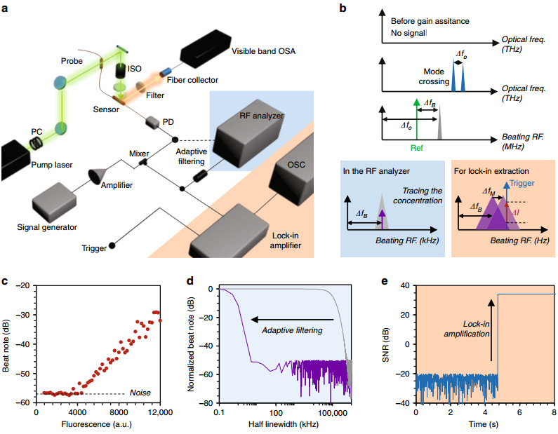 Biochemical sensing in graphene-enhanced microfiber resonators