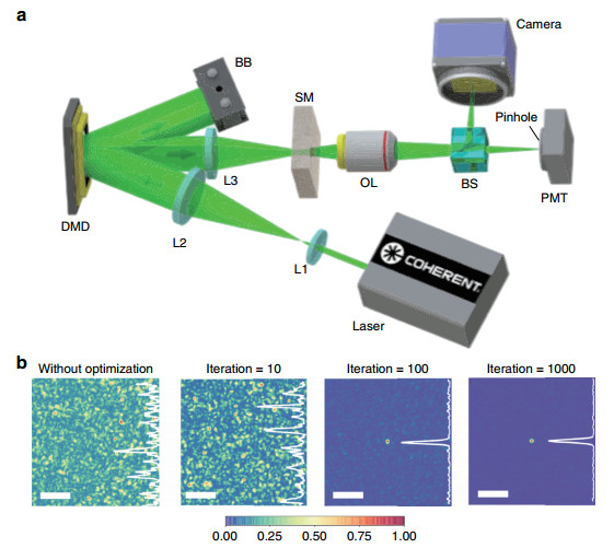 Antiscattering light focusing by fast wavefront shaping based on multi