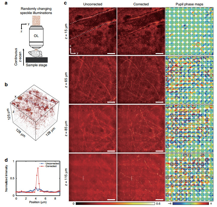 Highthroughput volumetric adaptive optical imaging using compressed